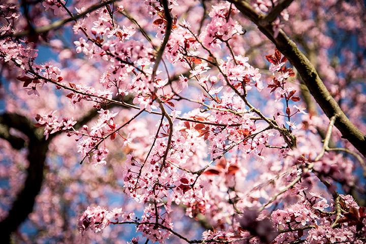 Springtime Sadness: Tips on How to Survive Allergy Season
