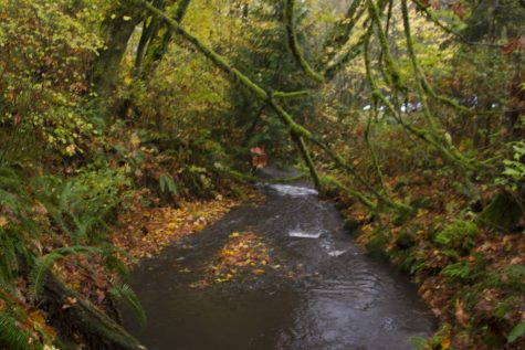 Feel Frazzled? Get Fishy! - The Salmon Runs Of Carkeek Park
