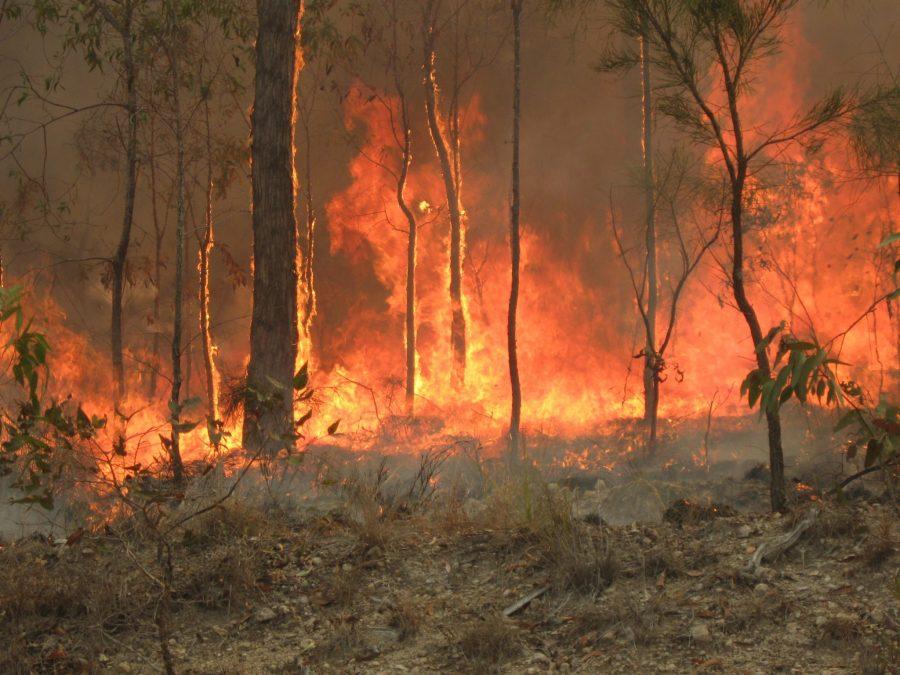 Opinion%3A+The+Australian+Bushfires--+More+Than+Meets+The+Eye