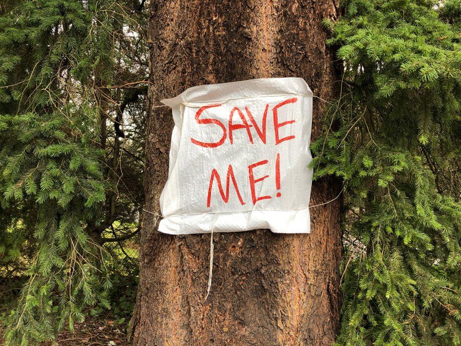 Save Shoreline Trees: A Communitys Effort to Preserve Local Nature