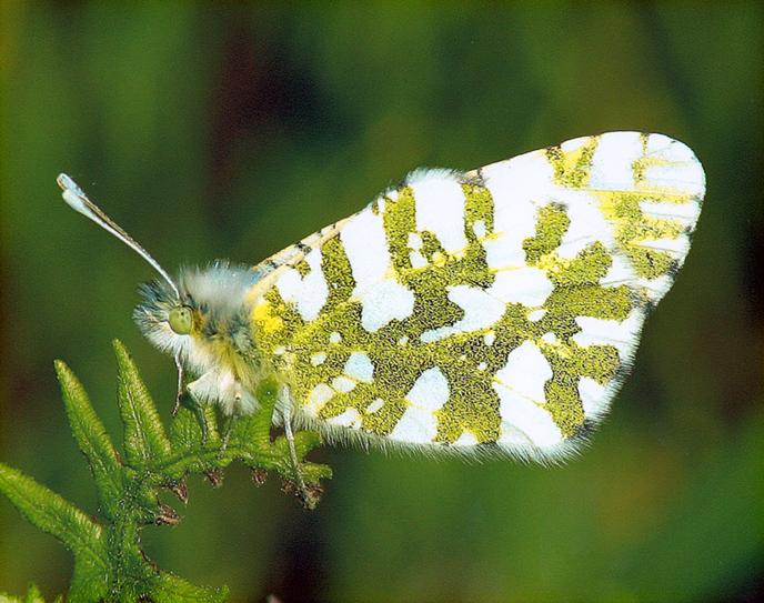 In The Know: Conservation of the Island Marble Butterfly