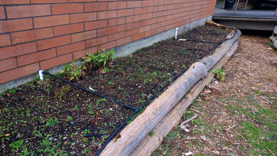 The irrigation system, supported by cedar borders.
In addition, students and staff organized annual plant sales in the garden. The most recent of
these took place in 2018 in coordination with the Environmental Club.