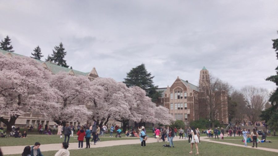 Students Spring to UW for Cherry Blossoms