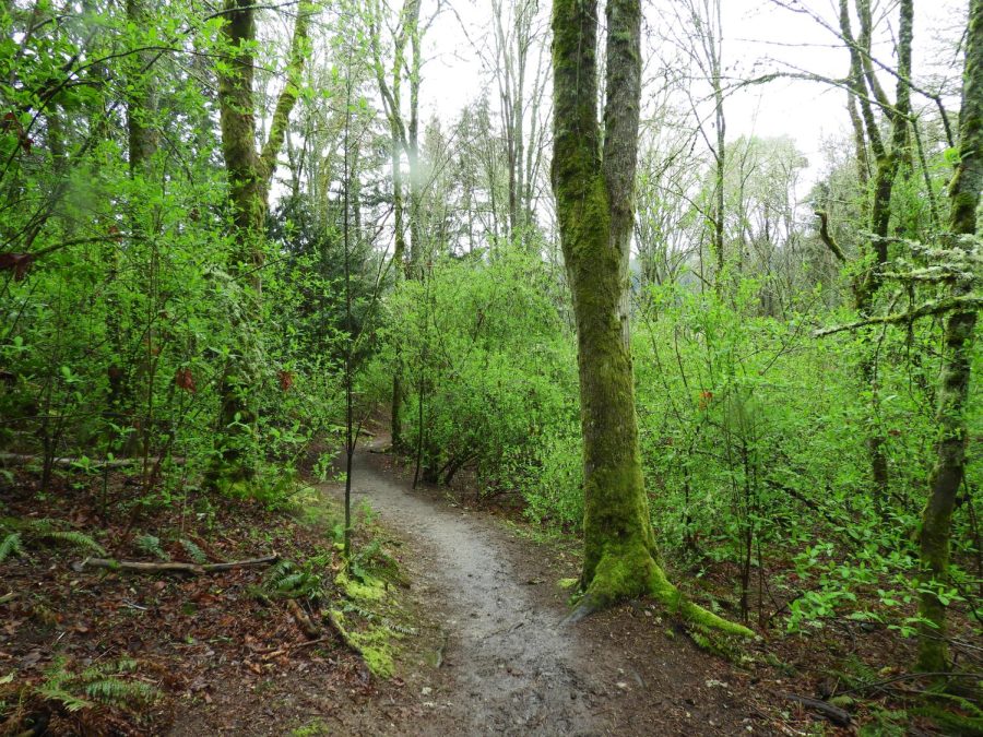 Wilderness Restored at Boeing Creek Park
