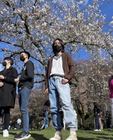 UW welcomes back cherry blossom admirers just in time for spring's